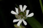 Balkan catchfly